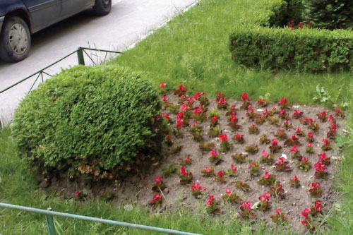 RoexpertGarden - Amenajare spatiu verde