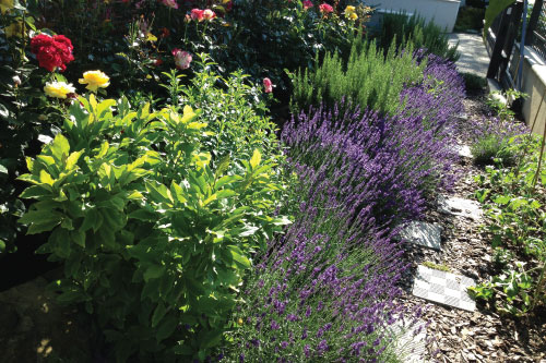 RoexpertGarden - Amenajare alei cu flori