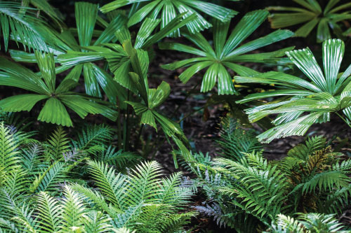 RoexpertGarden - Amenajare si intretinere plante de interior